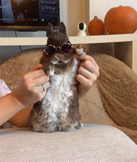 Bunny Day Off