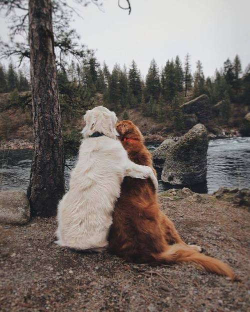 jonydundeal:Best pals forever…. Boobs & Butts are cool….But how can you not love Dogs???