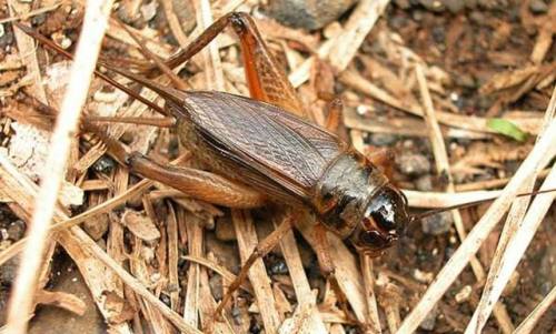 Crickets Falling Silent It’s not unusual to see evolutionary change in response to threats to 