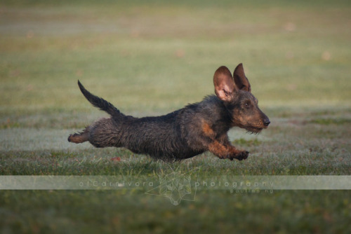 ofcarnivora:Have you ever seen a dachshund in a double suspension gallop???