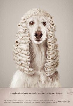 magicalnaturetour:  (via Adeevee - Foundation Animal in the Law: Animal Judges) 