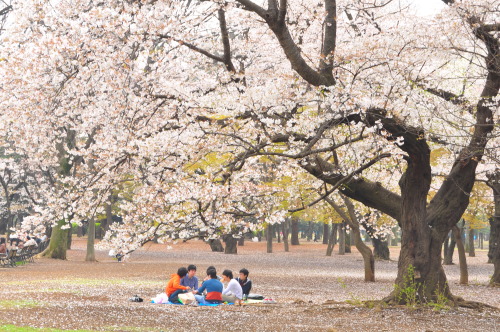 Sakura in Tokyo