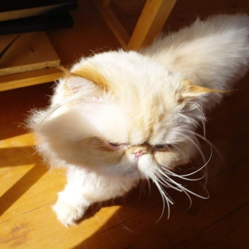 #fluffypantsdaily #tbt #throwbackthursday #persian #himalayan...