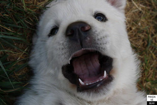 threedogsnight:  Great Pyrenees by pandavsbear on Flickr. 