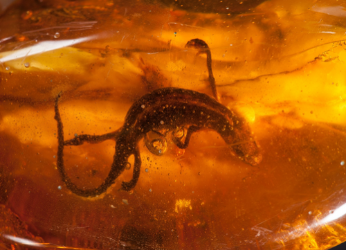 bijoux-et-mineraux:Lizard in Baltic Amber (Eocene)