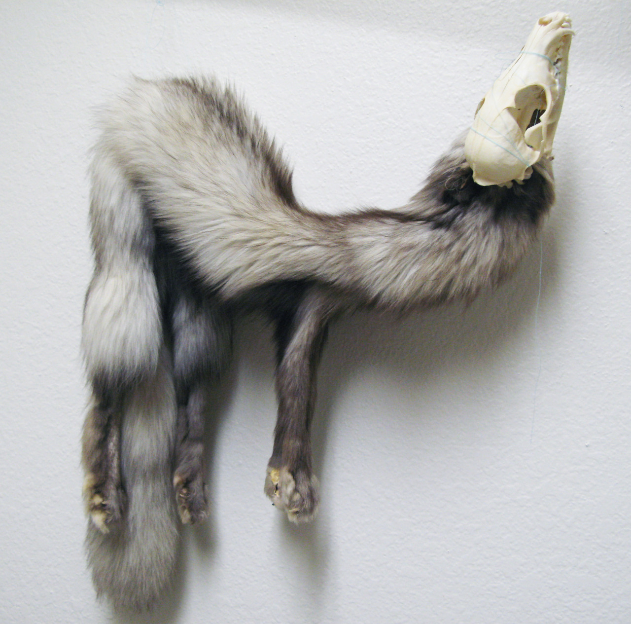 zooophagous:  Fox ghost 