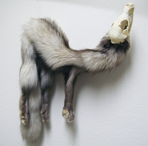 zooophagous:  Fox ghost 