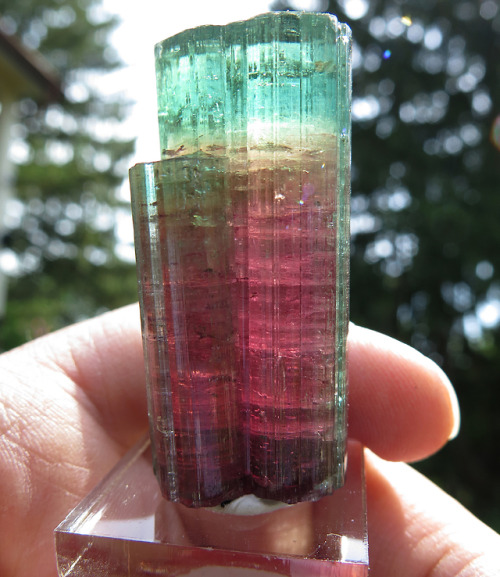 ghminerals:Important Find Gem Tourmaline Twin Crystal. Mined in Taquaral, Itinga, Minas Gerais, Braz