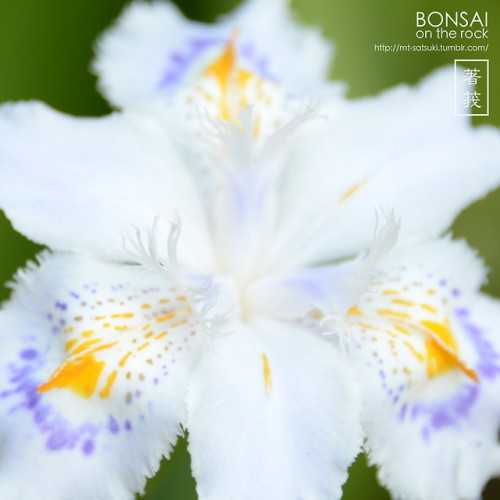 シャガ（射干、著莪）SHAGA, Iris japonica (fringed iris, butterfly flower)2018.5.4 撮影bonsai on the rock| Creema