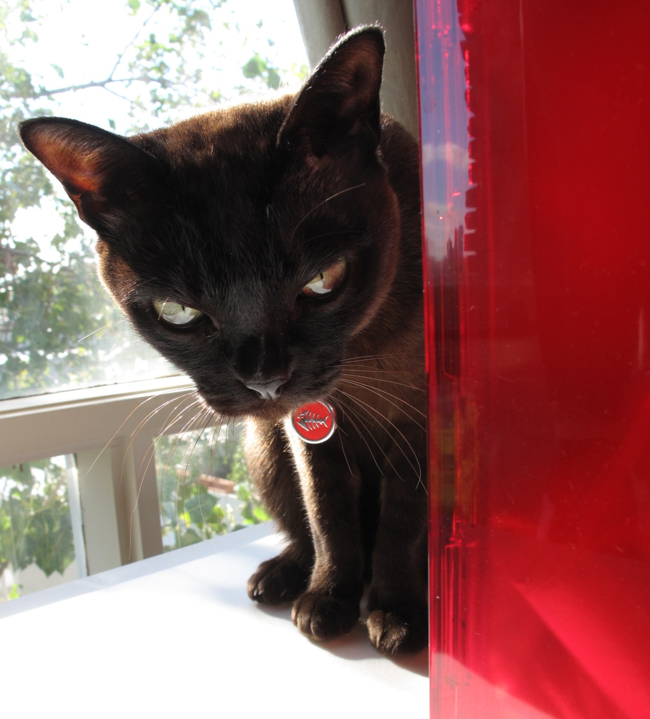 maxchloe:  Sleepy in the sunshine 