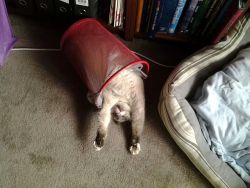 awwww-cute:  Mum’s cat sleeps in the oddest