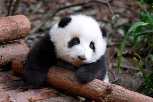 giantpandaphotos:He Hua at the Chengdu Research Base of Giant Panda Breeding.© Happy Panda.