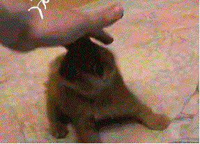 Baby Animal Posts