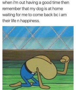 Best Dog Memes(Or Anything Else That Has