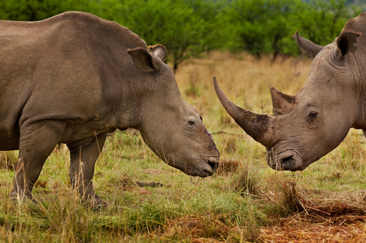 nubbsgalore:  september 22 is world rhino day, meant to raise awareness about the