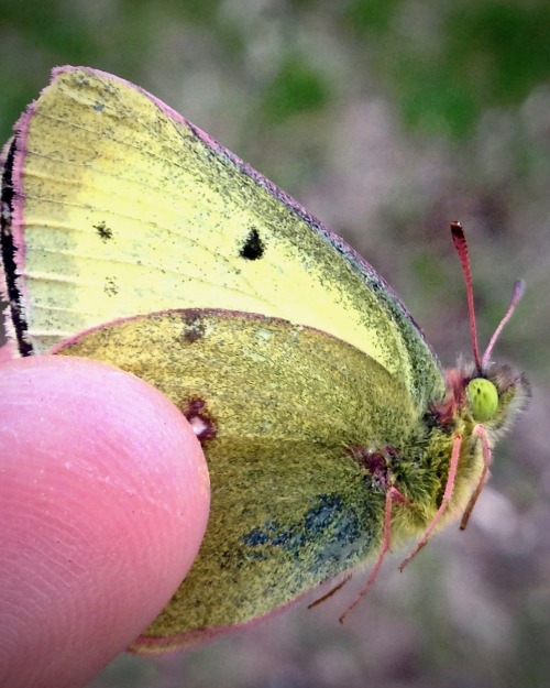 Clouded Sulphur (Colias philodice)I’m not sure how often I’m gonna post on Fridays but I’m gonna try