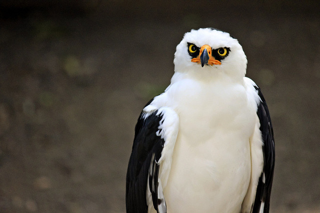 fat-birds:  angry bird by Magalie L’Abbé on Flickr.