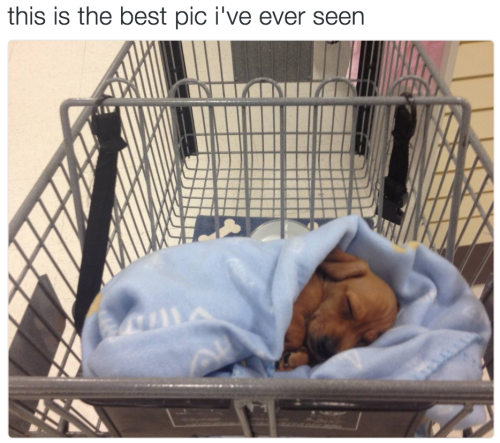 babyanimalgifs:  more baby animals here