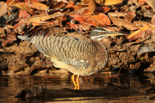 Sunbittern (Eurypyga helias)The sunbittern is a bittern-like bird of tropical regions of the America