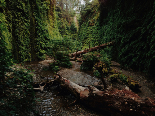 Porn kevinruss:  Fern canyon on Flickr.  photos