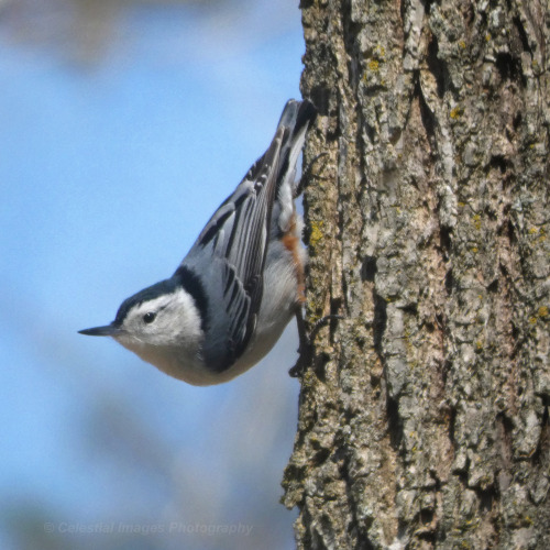 White-breasted Nuthatch (Sitta carolinensis)March 11, 2021Southeastern Pennsylvania