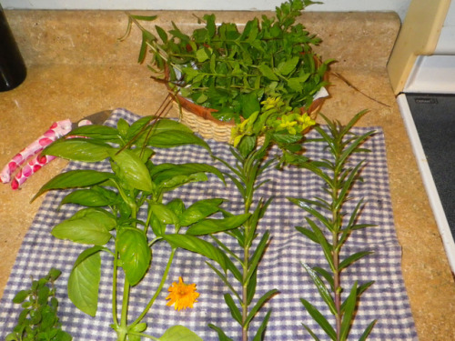 tropicalhomestead:I’m going to need a bigger basket.It’s an herbal extravaganza! Tarragon, marjoram,