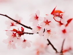 hikari-oka: 今さらだけど、桜(笑)  OLMPUS E-M1 with M.ZUIKO DIGITAL ED 40-150mm F2.8 PRO 2017/5/6 