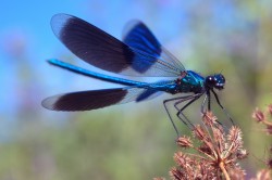 Brief burst of beauty (Damselfly)