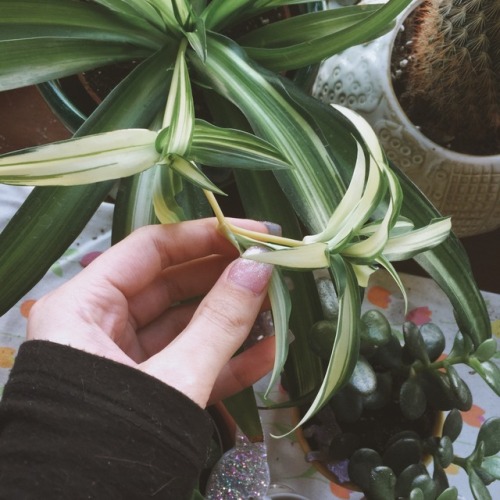 lilcrystalkitty:A few of my plants and some spider plant babies! So cute!