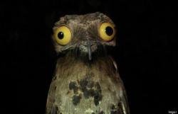 odditiesoflife:  The Potoo Bird This cute and funny fellow is the potoo bird. Potoos are native to Central and South America. During the day, they sit perched upright on a tree stump which acts as the perfect camouflage. When hunting, they will sit and