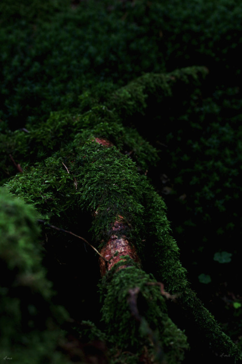 Walking The Woods #294 *june-dec 2017