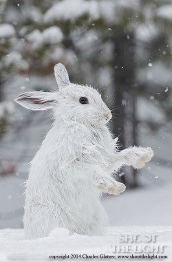 magicalnaturetour:  (via snowshoe hare by Charles Glatzer / 500px)