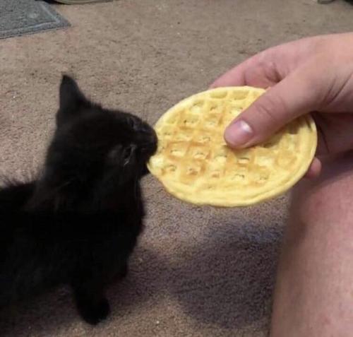 Blessed_waffle