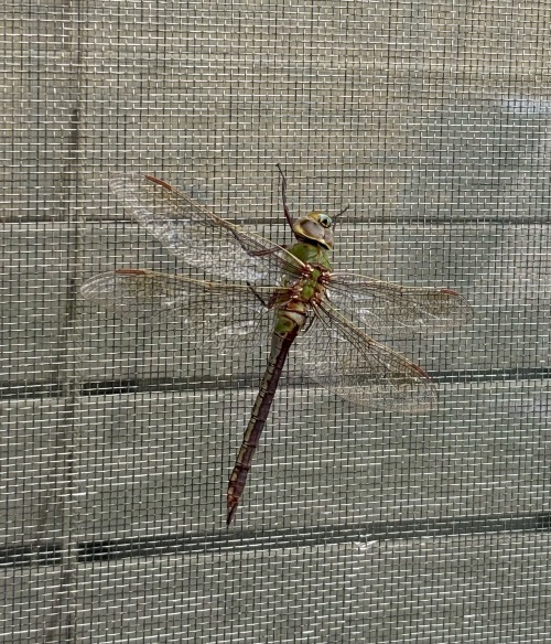 Dragonfly Symbolism Spiritual Growth, Positive Change, Doors Opening, Adapt A Flexible Attitude