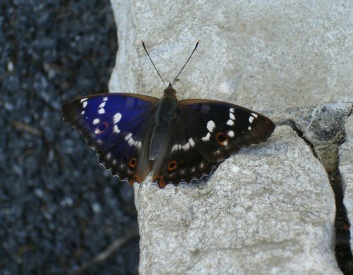 haresladeboy:If you want to get a photo of the male of the Lesser Purple Emperor, (Apatura ilia )sho