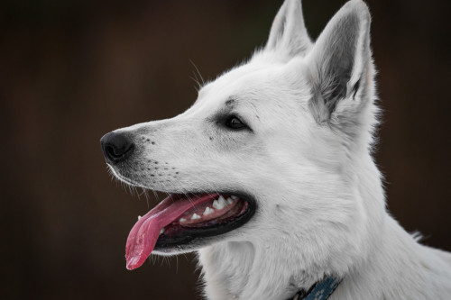 thenewetd:  White Swiss Shepherd by torchSK