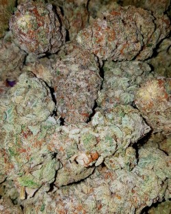 cannabarbie:  Sensi Star 😋☄(Tap for 4K HD) 