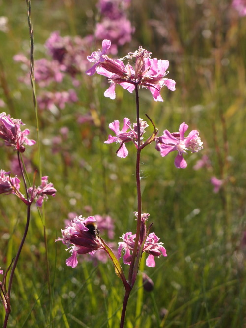 Silene — catchfliesBombus — bumblebees