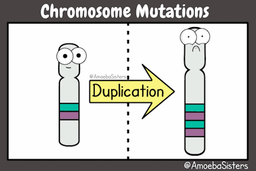 We Imagine Mutations To Be A Little Bewildering To Chromosomes…