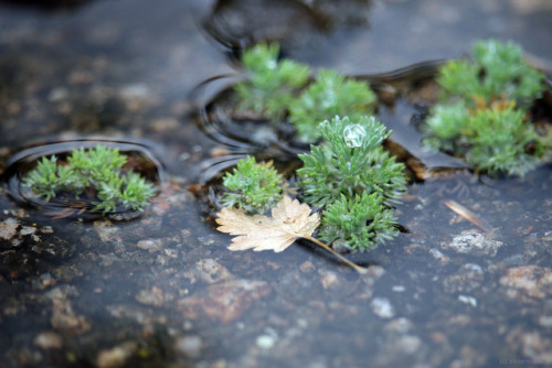 Porn riverwindphotography:  Fresh Rain makes everything photos