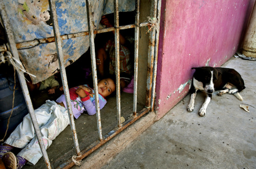 latimes:In immaculate greenhouses, Mexican laborers are ordered to use hand sanitizers and schooled 