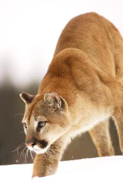 beautiful-wildlife:  Cougar Hunting by Richard Wear