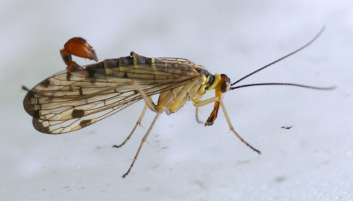 A scorpion fly Panorpa cognata at my window.