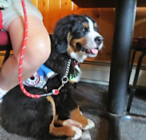 &ldquo;This is my service dog in training, Sarge. He&rsquo;s a 4 month old Bernese Mountain Dog. Whe
