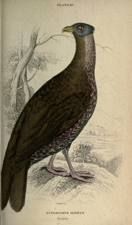 abookofcreatures:wapiti3:Gallinaceous birdsBy Jardine, William, Sir, 1800-1874 Publication info Edin