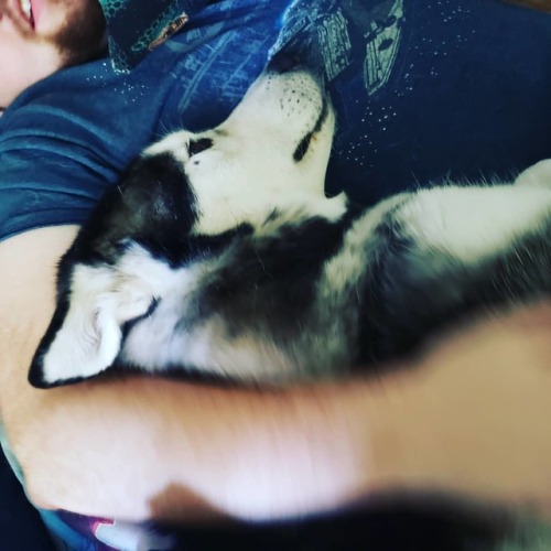 Tobo loves to snuggle up to daddy. ️‍ #servicedogsofinstagram #servicedog #snugglebuddy #snuggle #to