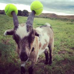 cuteanimalspics:  Safety precaution goat (Source: http://ift.tt/1KZq4oz) 