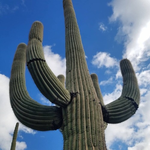 No representation of the state of Arizona is complete without a depiction of a saguaro spreading the