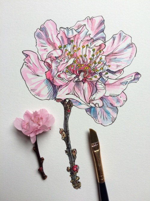 noelbadgespugh: ink &amp; watercolor