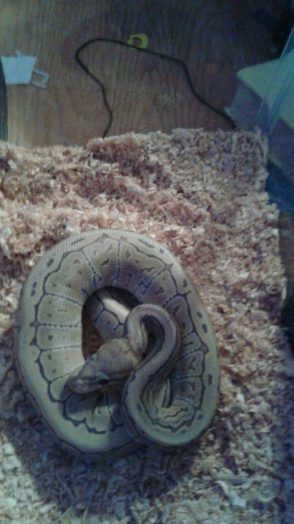 marvis-the-snake:This is my baby. He ate yesterday so I’m giving him a chance to settle before